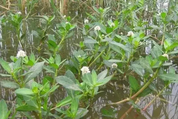 二甲灭草松除草剂使用范围