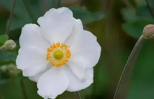 银莲花的种植方法及养护要点