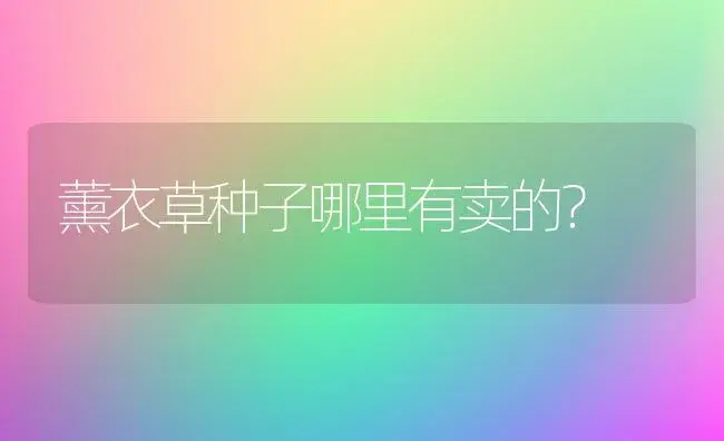 薰衣草种子哪里有卖的？ | 家庭养花