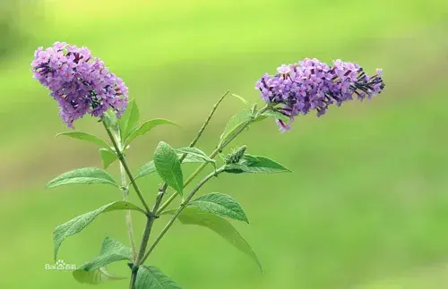 醉鱼草的花语是什么？