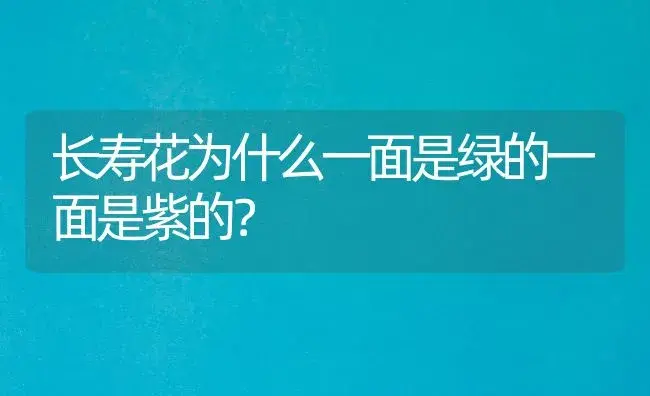 长寿花为什么一面是绿的一面是紫的？ | 多肉养殖