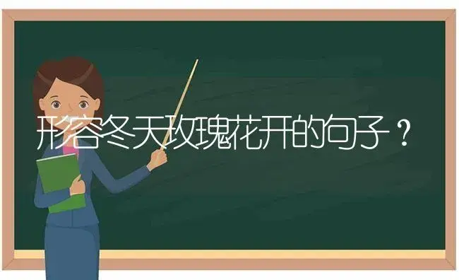 形容冬天玫瑰花开的句子？ | 绿植常识