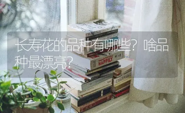 长寿花的品种有哪些？啥品种最漂亮？ | 多肉养殖