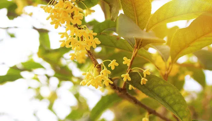 桂花花语