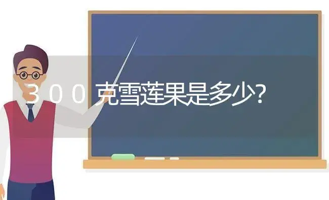 300克雪莲果是多少？ | 多肉养殖