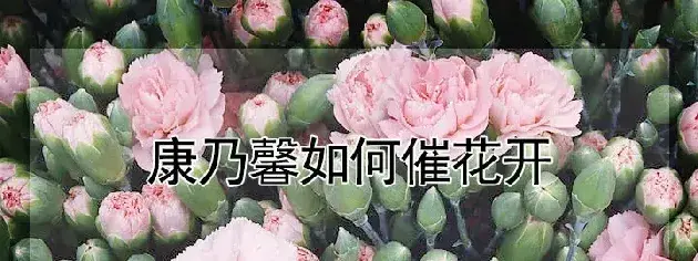 康乃馨如何催花开