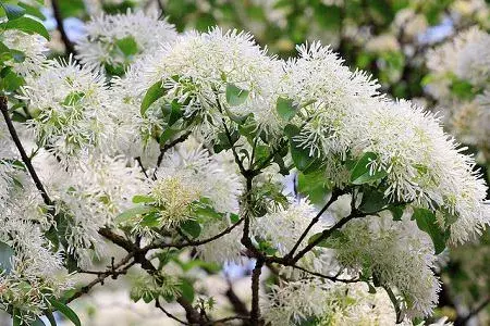 流苏树的花语和植物文化有哪些？