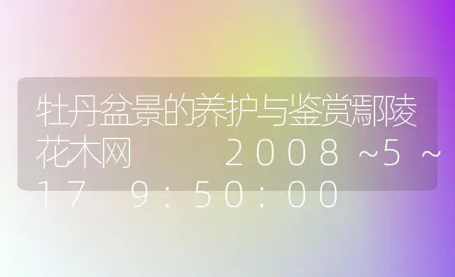 牡丹盆景的养护与鉴赏鄢陵花木网   2008～5～17 9:50:00    浏 | 家庭养花