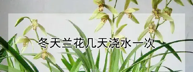 冬天兰花几天浇水一次