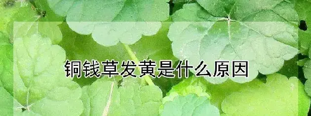 铜钱草发黄是什么原因