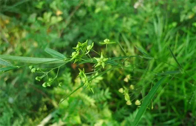 徐长卿的种植技术