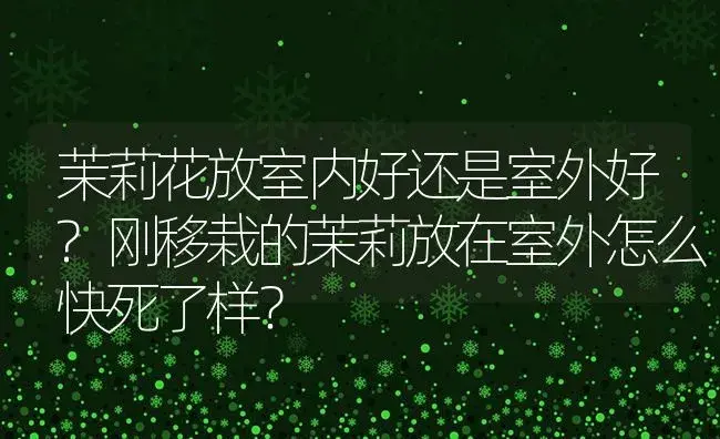 茉莉花放室内好还是室外好?刚移栽的茉莉放在室外怎么快死了样？ | 绿植常识