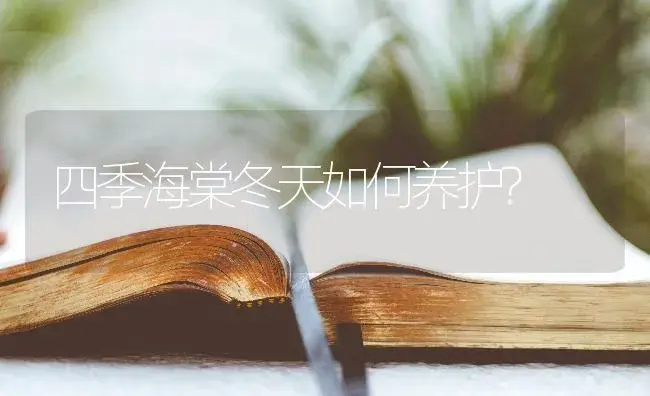 四季海棠冬天如何养护? | 特种种植