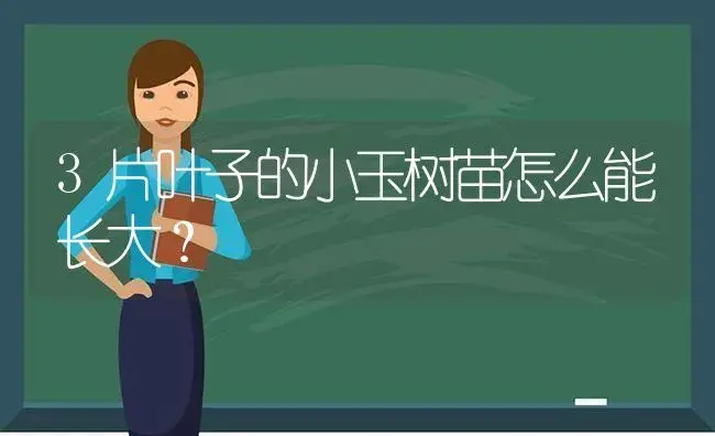 3片叶子的小玉树苗怎么能长大？ | 多肉养殖