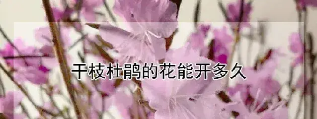 干枝杜鹃的花能开多久