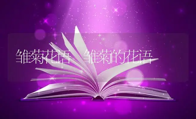 雏菊花语 雏菊的花语 | 绿植寓意