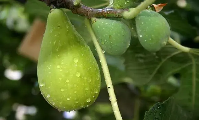 无花果种植技术