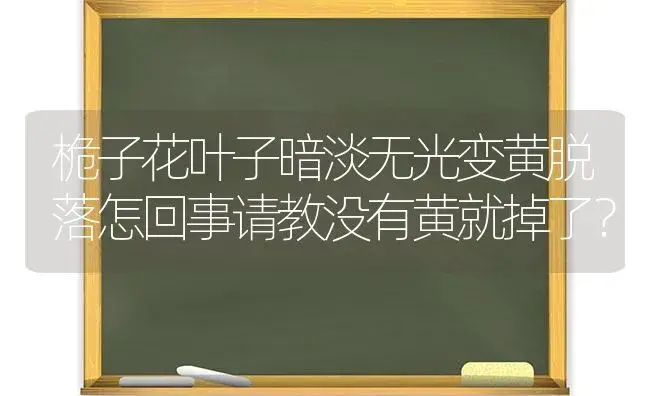 桅子花叶子暗淡无光变黄脱落怎回事请教没有黄就掉了？ | 绿植常识