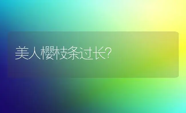 美人樱枝条过长？ | 多肉养殖