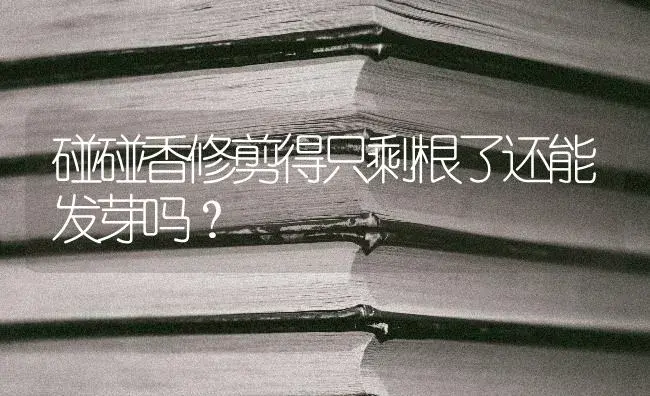 碰碰香修剪得只剩根了还能发芽吗？ | 多肉养殖