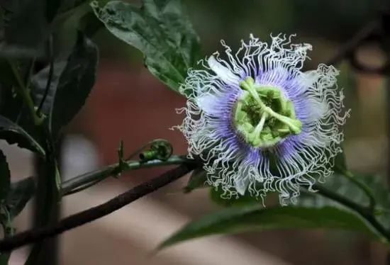 西番莲的花语有哪些？