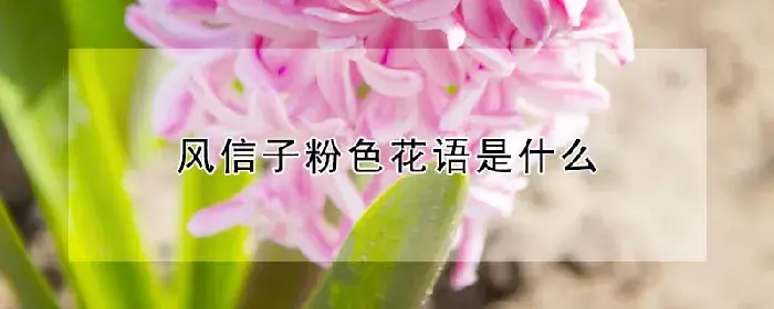 风信子粉色花语是什么