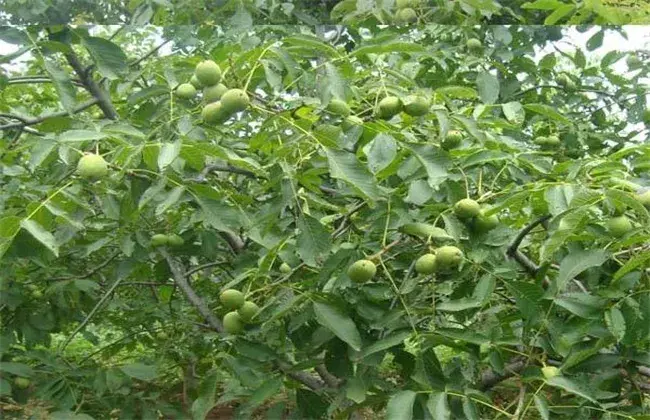 夏威夷果成长对环境条件要求