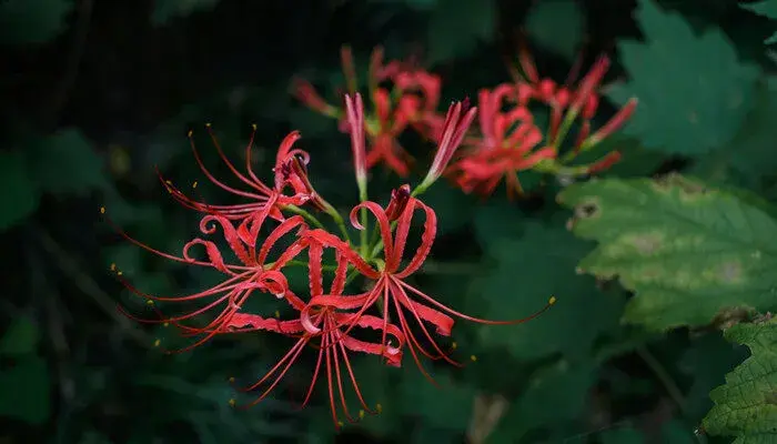 彼岸花花语是什么意思