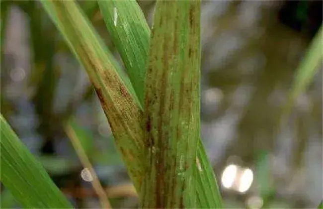 水稻僵苗的 因素及解决办法