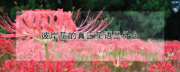 彼岸花的真正花语是什么