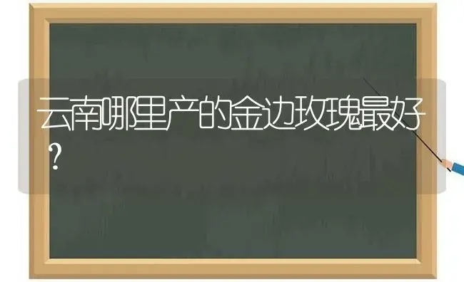 云南哪里产的金边玫瑰最好？ | 绿植常识