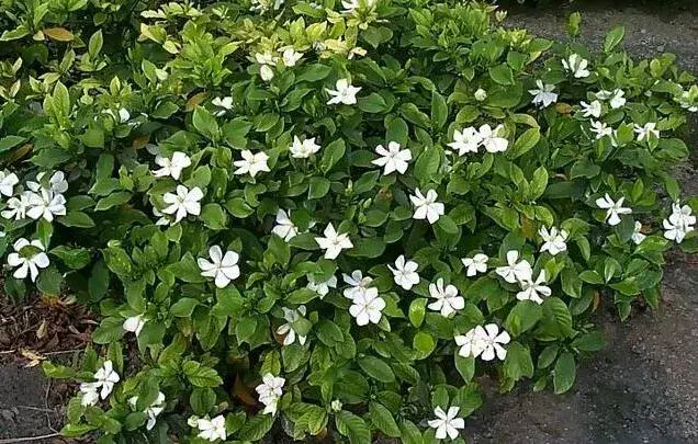 丁香花和栀子花的区别有哪些，花朵花期花语大不相同