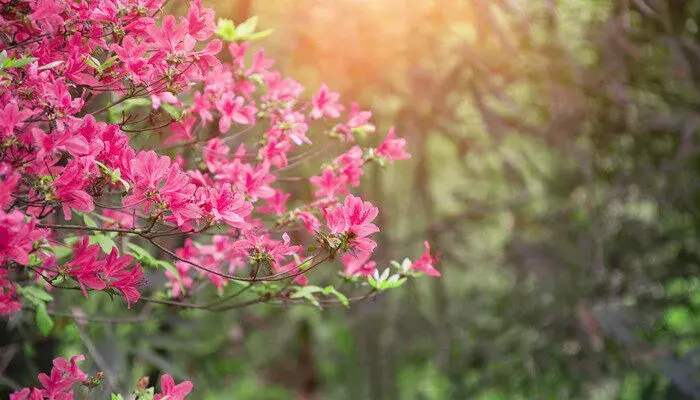 黄杜鹃的花语和寓意