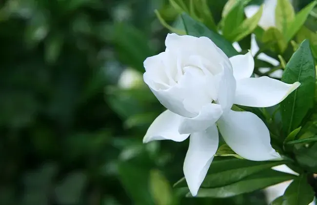 栀子花如何才能开花