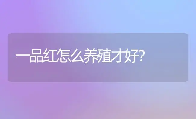 一品红怎么养殖才好？ | 家庭养花