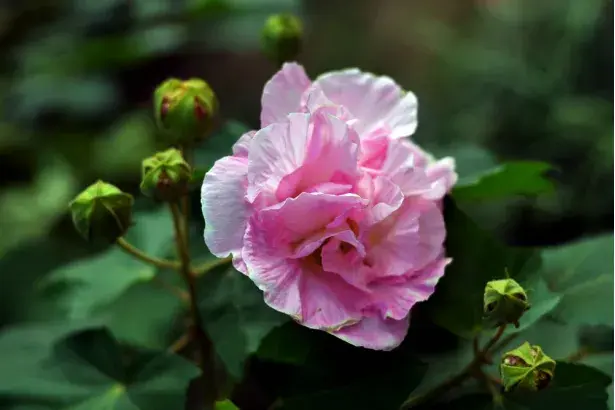 芙蓉花的花语有哪些？