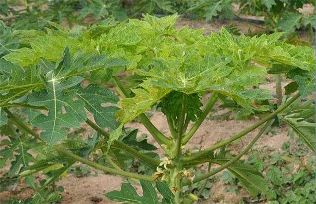 番木瓜花叶病防治和治疗办法