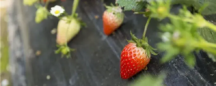 花溪哪里能够摘草莓