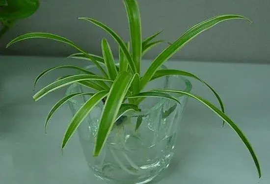 盆栽浇水 | 水培植物换水技巧