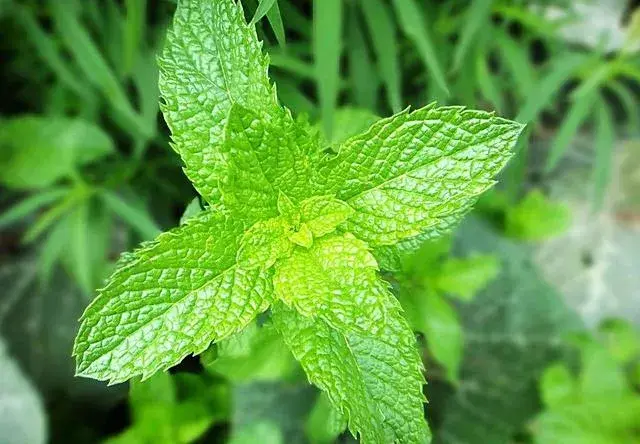 薄荷的花语和寓意是什么