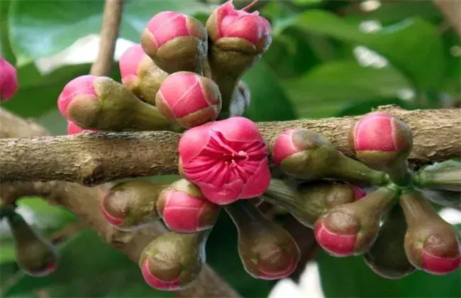 怎样促使莲雾花芽分化