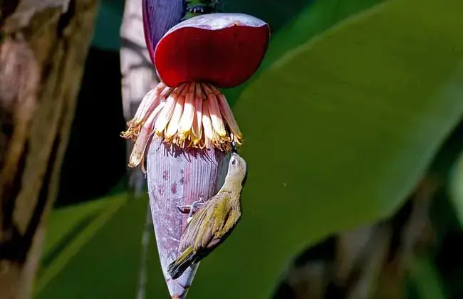 芭蕉的栽培技术