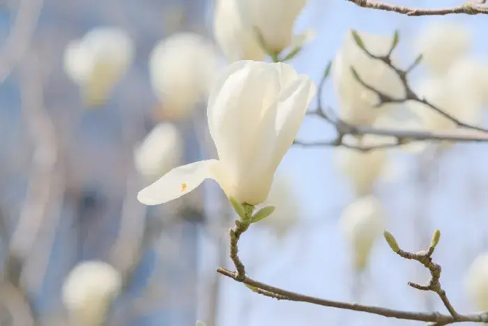 白兰花的寓意和花语