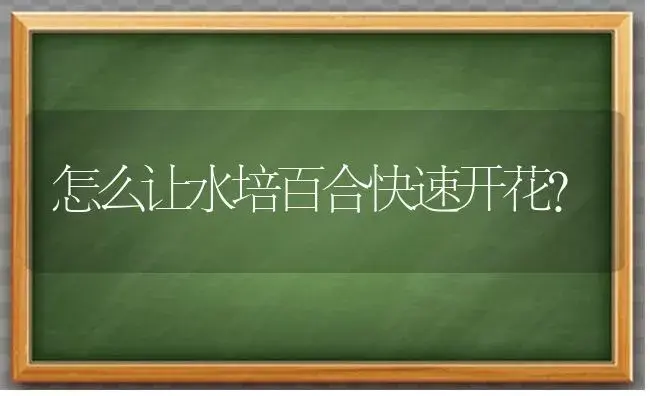 怎么让水培百合快速开花？ | 绿植常识