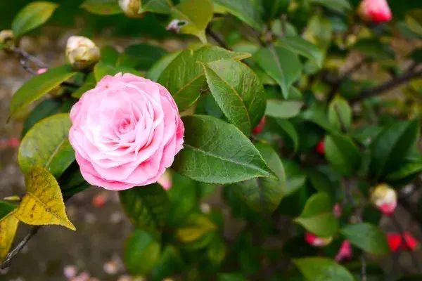 山茶花花语