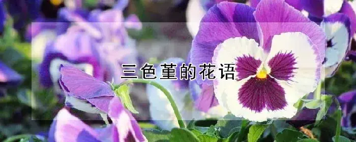 三色堇的花语