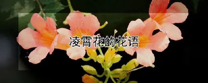 凌霄花的花语