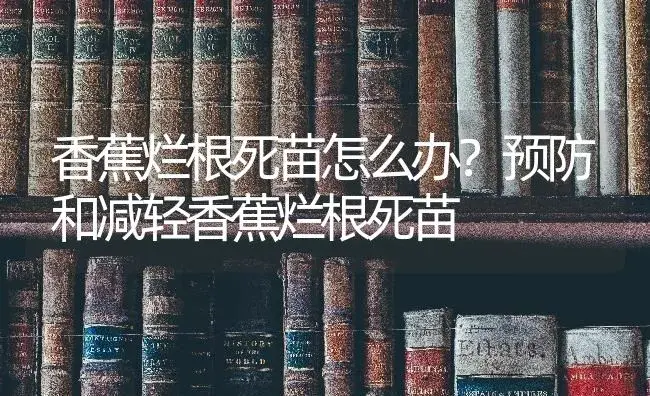 香蕉烂根死苗怎么办？预防和减轻香蕉烂根死苗 | 果木种植