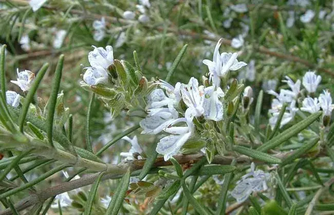 迷迭香的花语和传说