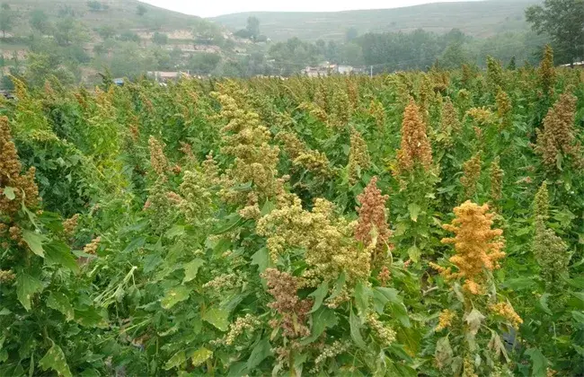 藜麦栽培的堤防事项